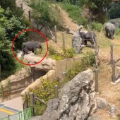 Chú voi trốn thoát ba lần trong tháng 8 tại sở thú Fukuoka